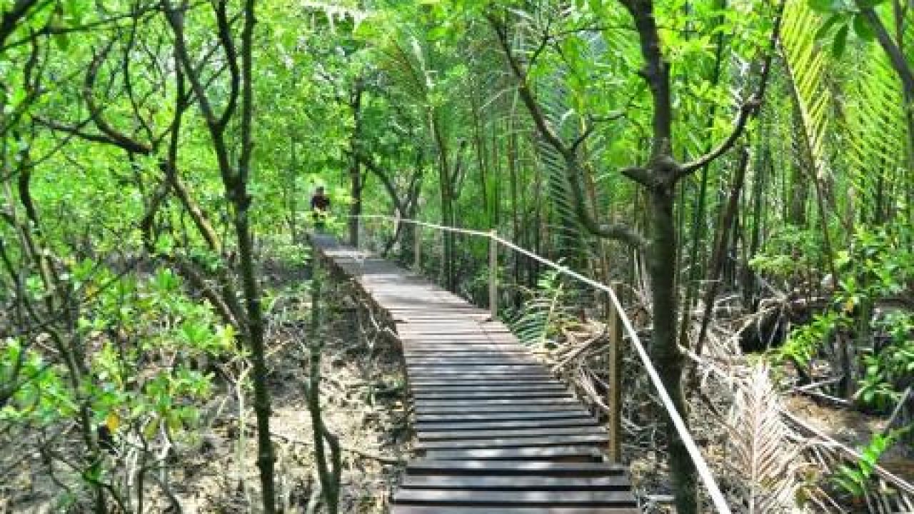 Taman Rekreasi Paya Bakau Kg Sijangkang